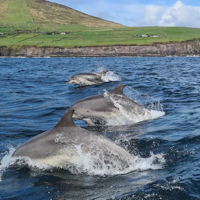 Dolphin Discovery Eco Tour