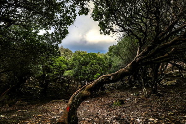 Randi's Forrest and Seychelles