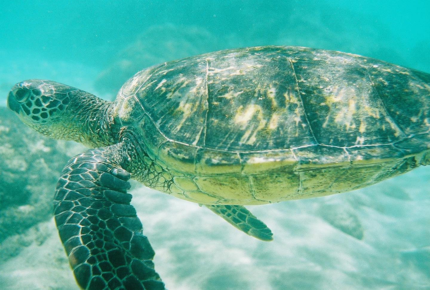 Oahu Clear Bottom Kayak Tour