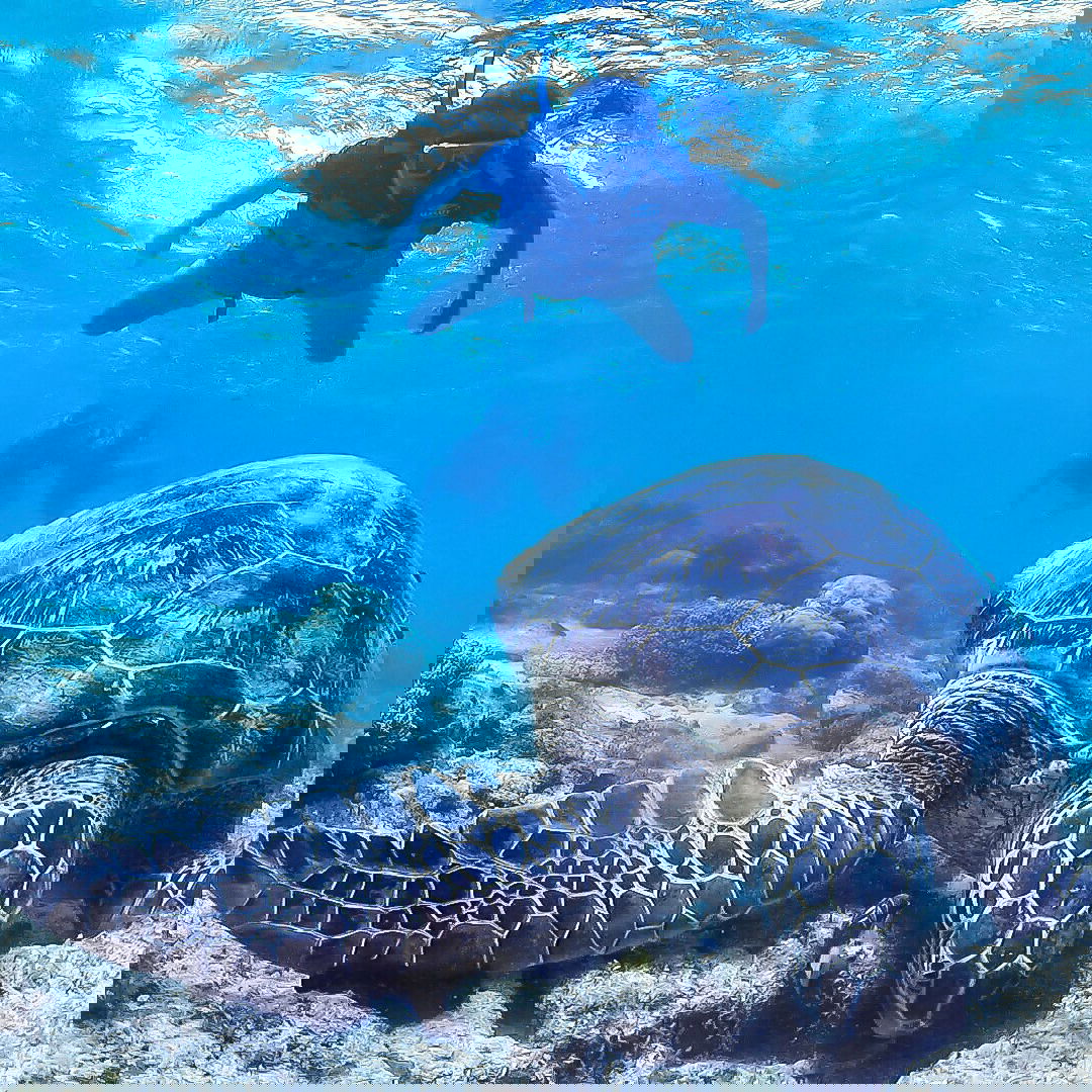 Kona Morning Snorkel and Sail Tour