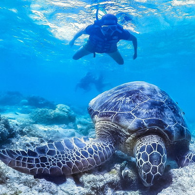 Morning Snorkel and Sail
