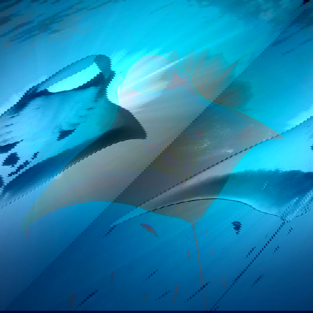 Kona Sunset Sail and Manta Snorkel