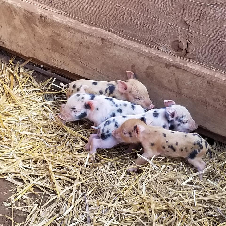 Maui Animal Farm - Petting Zoo Tour