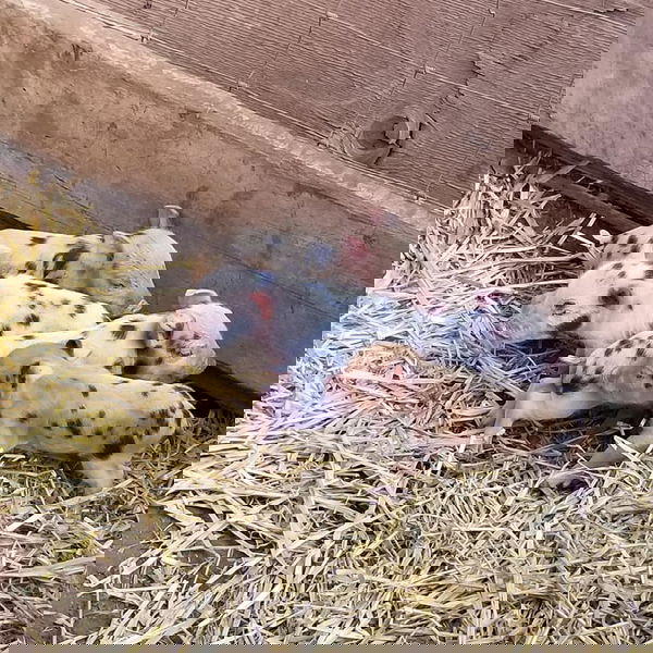 Maui Animal Farm - Petting Zoo Tour