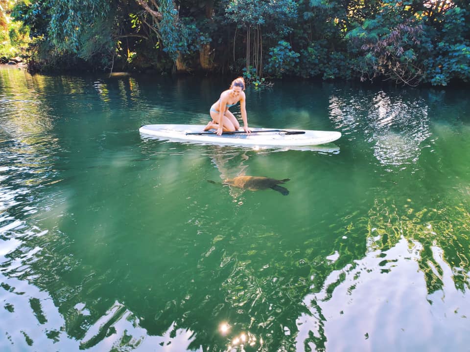 Oahu, Hawaii Turtle Tour