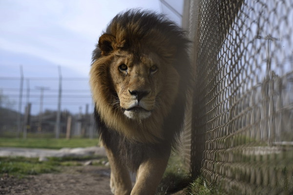 Exclusive Behind the Scenes Animal Experience