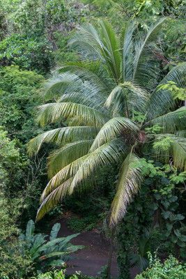 Rainforest Tour
