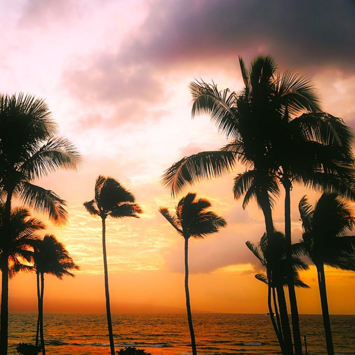 Waikiki Catamaran Sunset Cruise