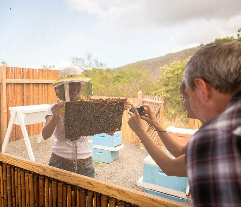 Big Island Beekeeping