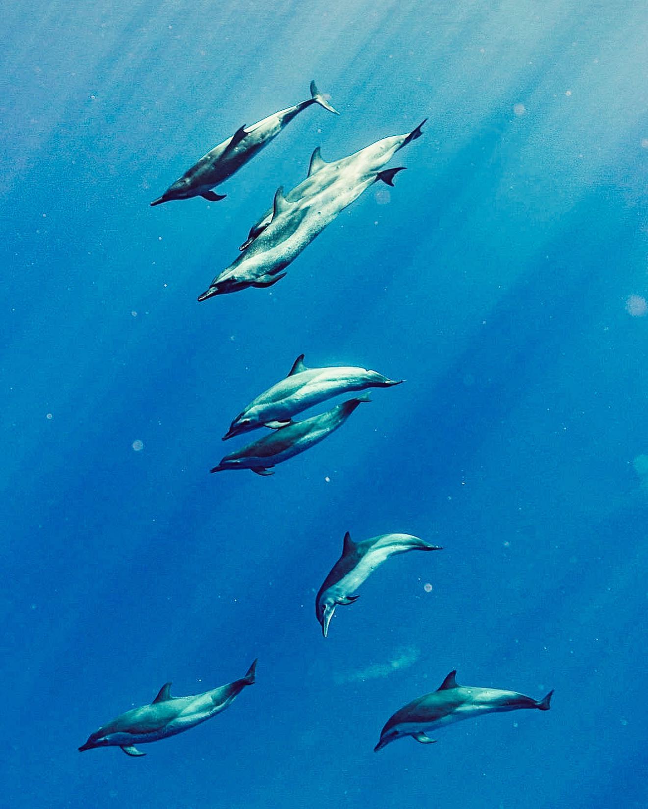 Oahu Swimming with Dolphins