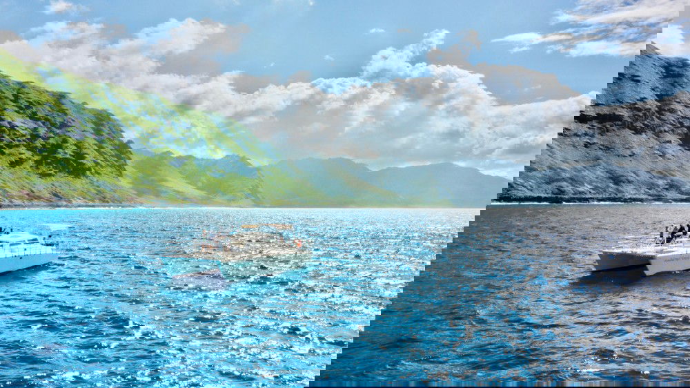 Oahu Swimming with Dolphins