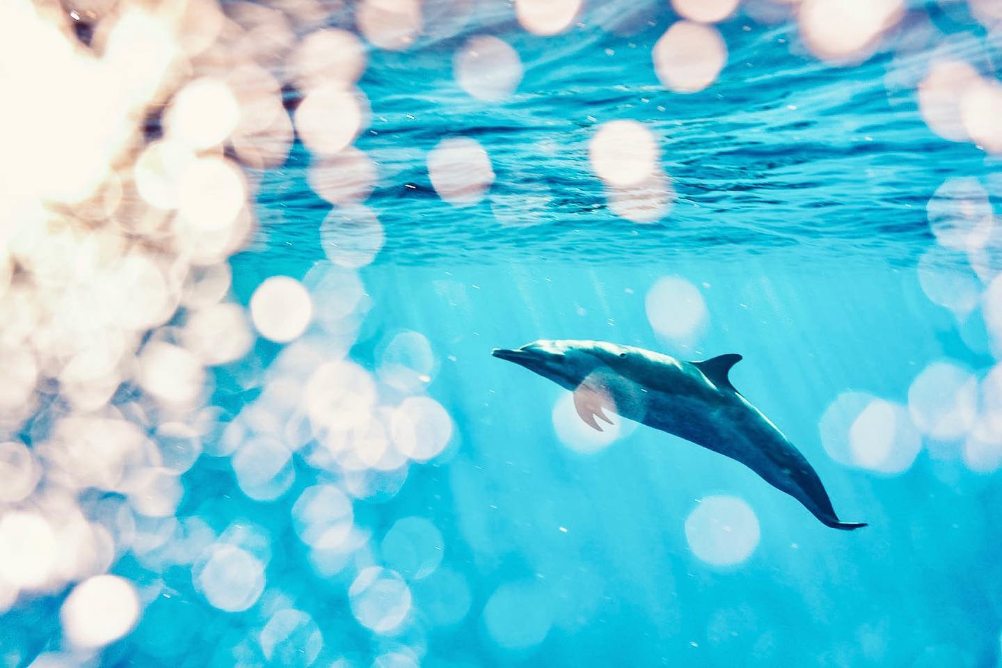 Oahu Swimming with Dolphins