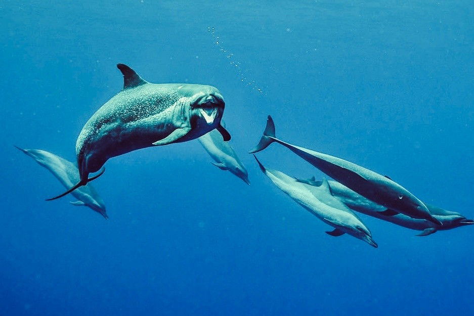 Oahu Swimming with Dolphins