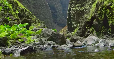 Kauai Half-Day Hiking Tour