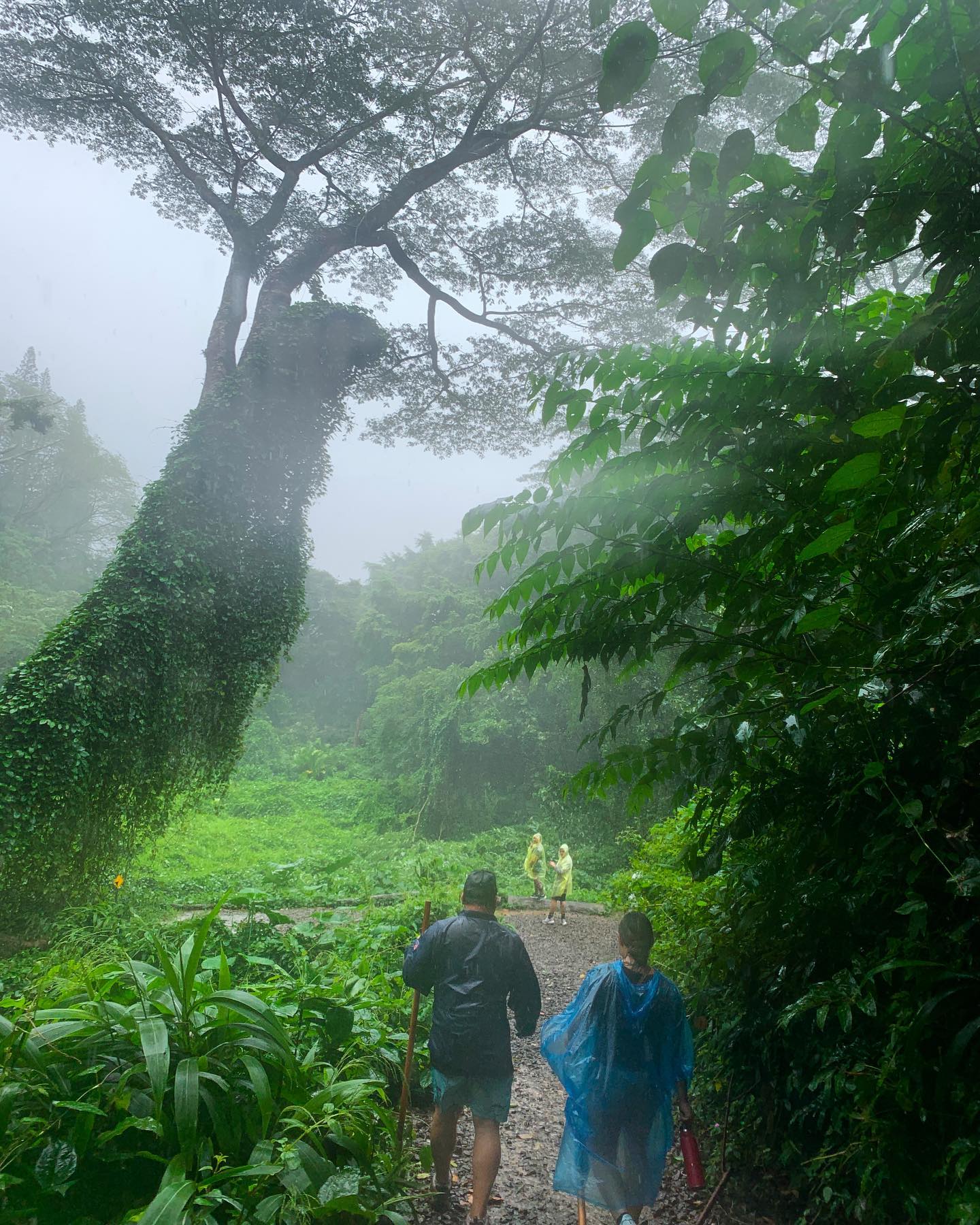 Oahu Waterfall Hike