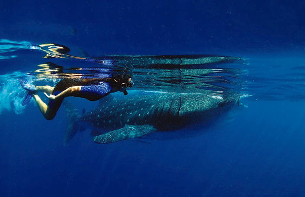 Snorkeling with Whale Sharks from Riviera Maya