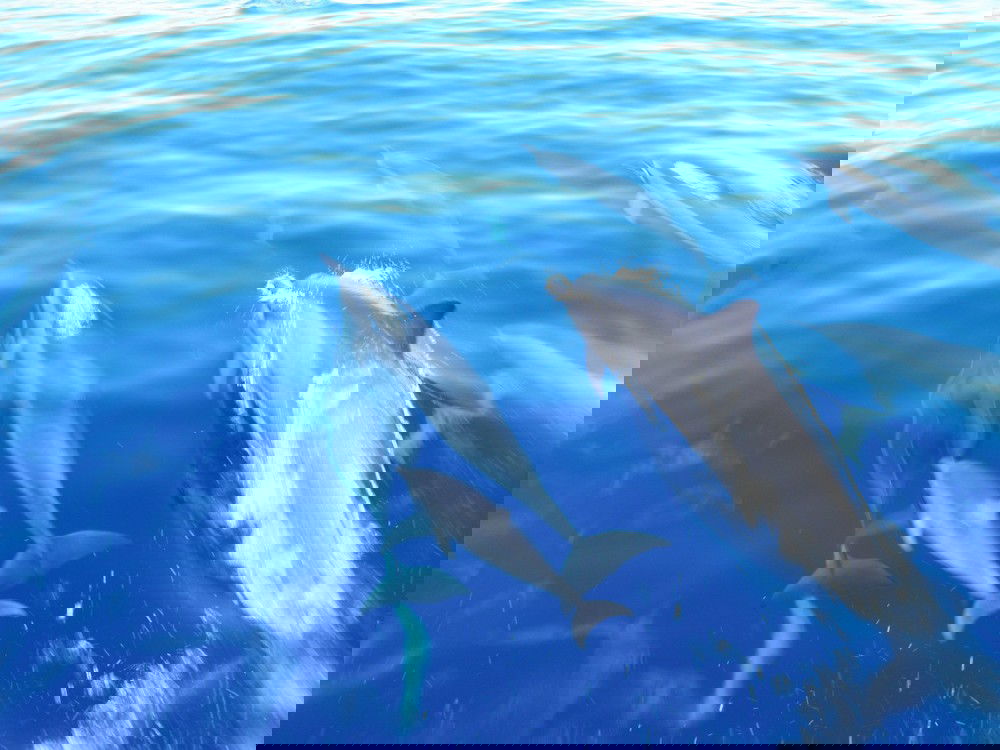 Lanai Snorkeling Tour and Dolphin Watch