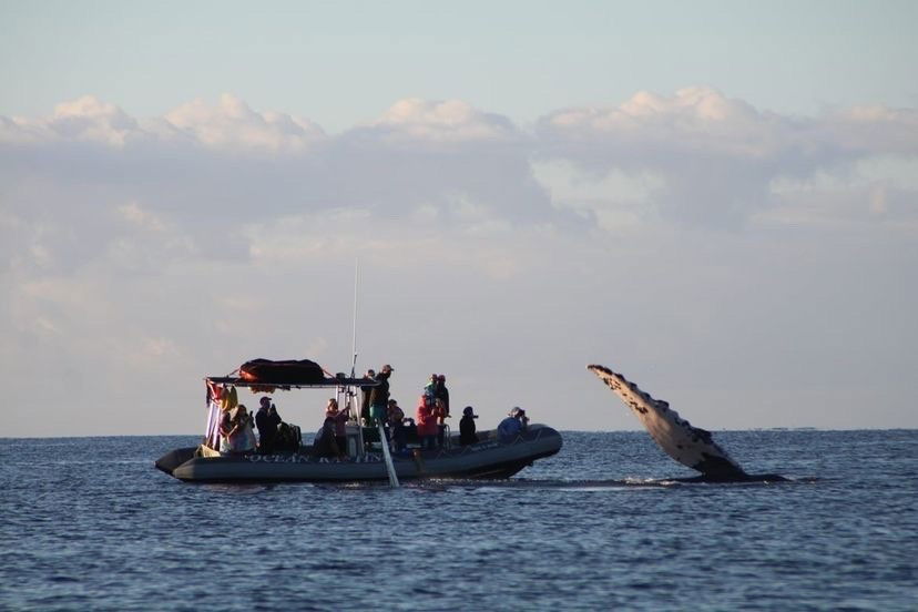 Maui Whale Watching and Snorkeling