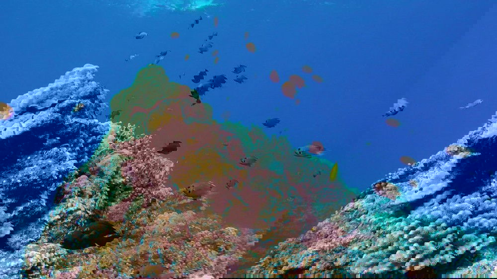 Maui Whale Watching and Snorkeling