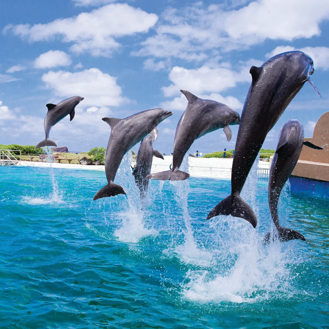 Go Oahu 2-Day All-Inclusive Pass