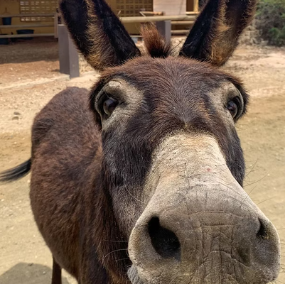 Donkey Sanctuary Tour
