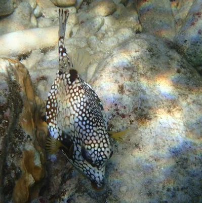Bonaire Snorkel Trip