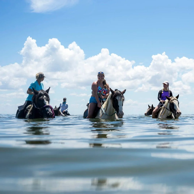 Swim with Horses