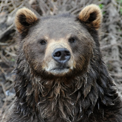 Premium Sitka Scenic Tour