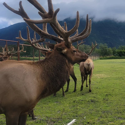 Wildlife Conservation Center and Turnagain Arm Tour