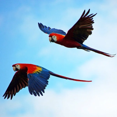 Bird Watching Tour in Jaco