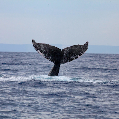 Exclusive Whale Watch with the Experts - Ma'alaea