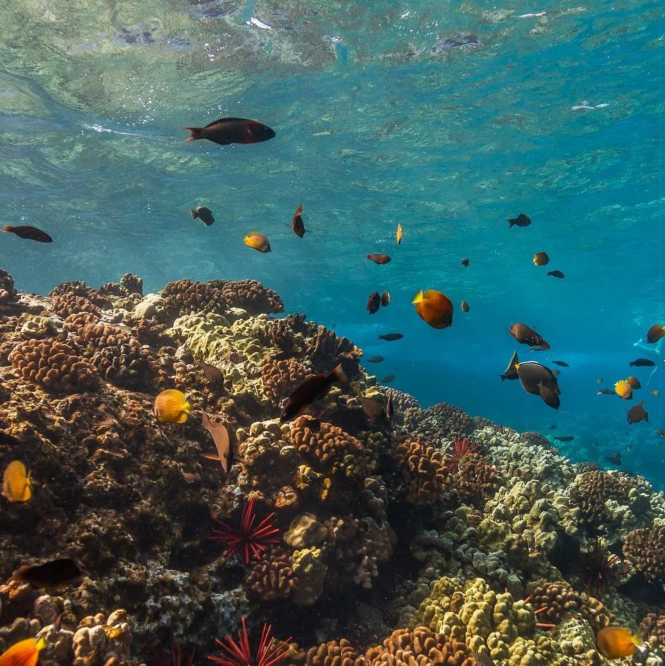 Best Snorkeling in Maui