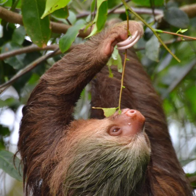 Tortuguero National Park Walk Guided Tour