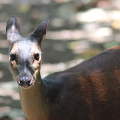 Tortuguero National Park Cerro Hike Guided Tour