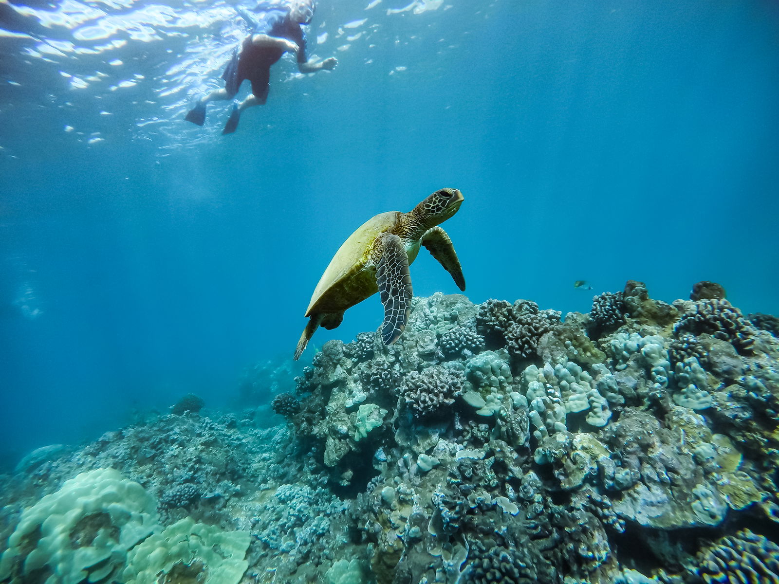 Lanai Snorkeling Tour and Dolphin Watch