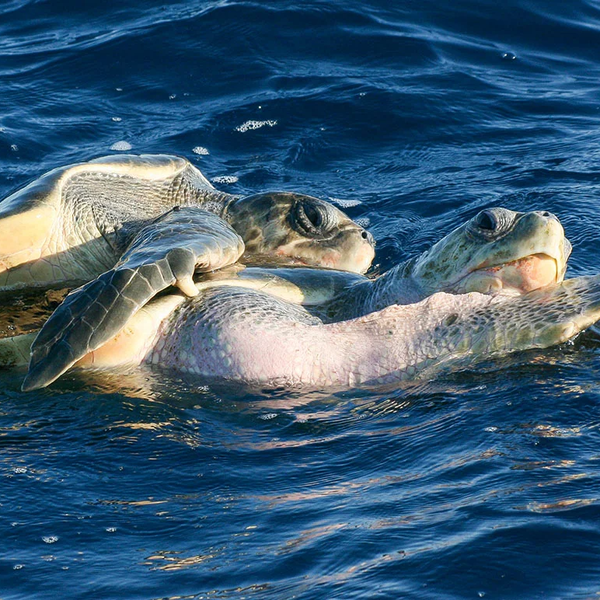 Experience Image