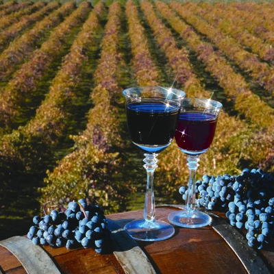 Full-Day Wine Country Tour and Tasting Experience