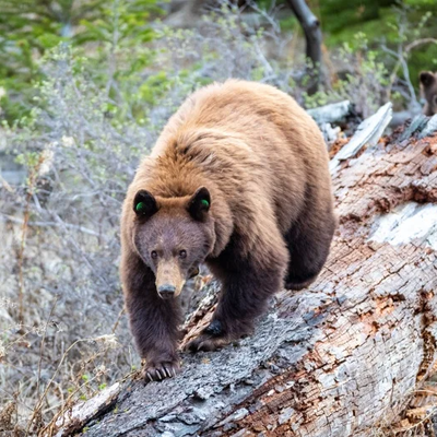 Grand Teton Wildlife Sunset Safari