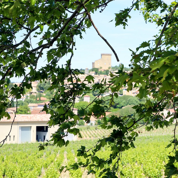 Intensive Vineyard Tour of Châteauneuf du Pape and the Rhône valley
