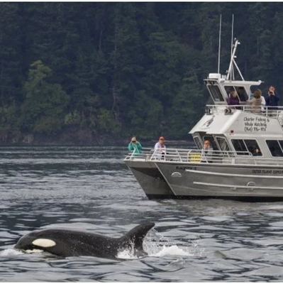 3-Hour Whale Watching and Wildlife Tour from Anacortes