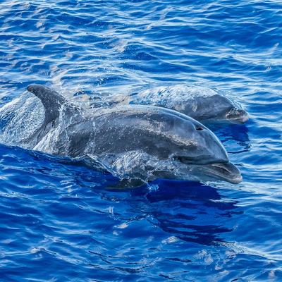 Ultimate Dolphin Watch