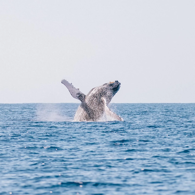 Morning Sail with the Whales