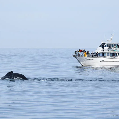 Dolphin and Whale Cruise