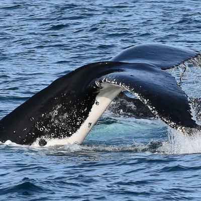 Winter Whale Cruise