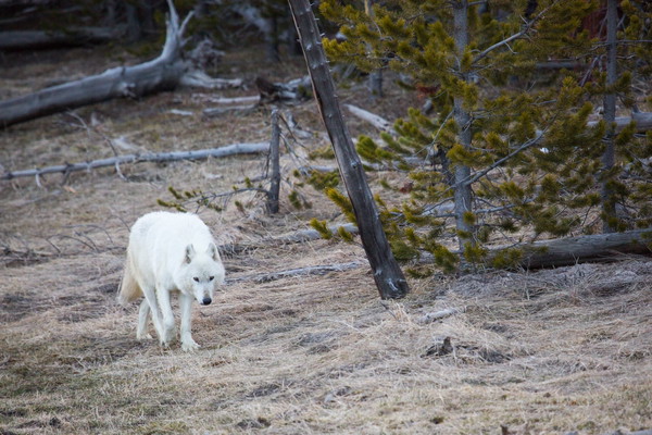 Yellowstone Wildlife Tour
