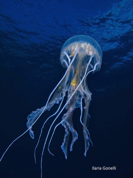 Experience Image