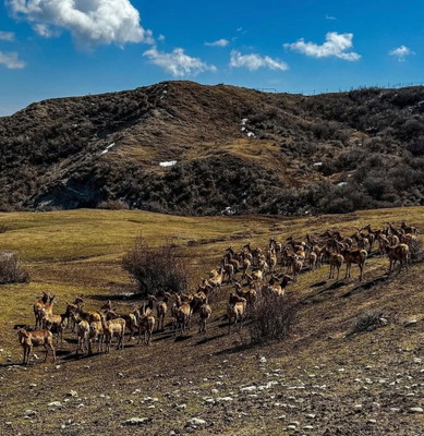 Shamakhi Safari Tour: Experience Azerbaijan’s Wild Side