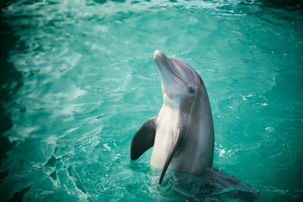 Dolphin Moment