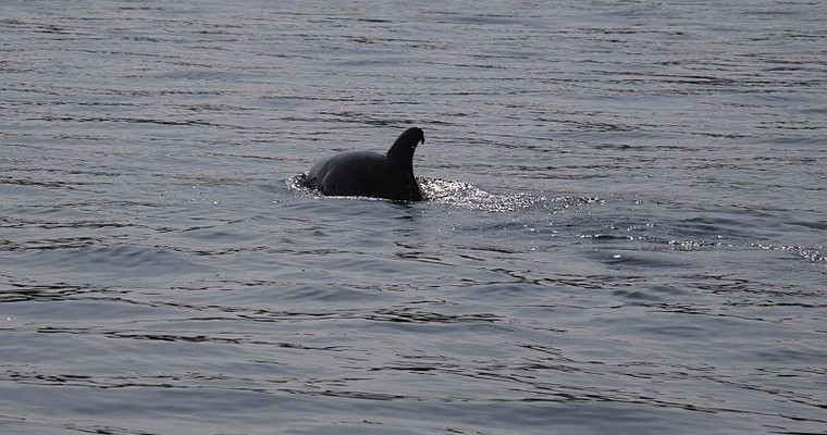 Nature and Wildlife Private Boat Tour