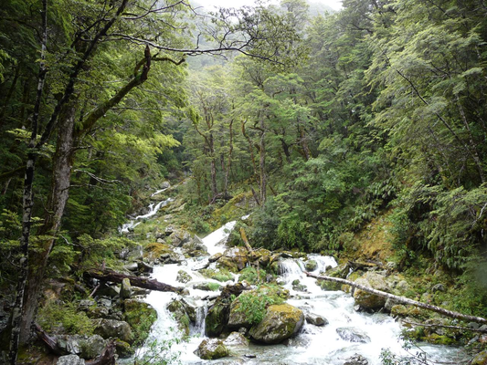 Routeburn Guided Walk Half Day